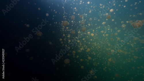 Jellyfish Lake underwater scene