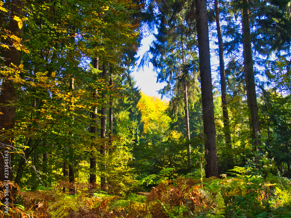 Obraz premium Wald im Herbst