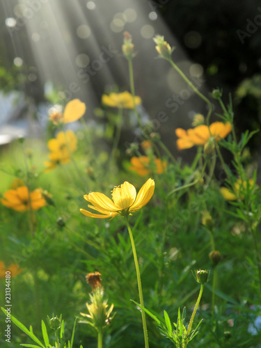 Close up Yellow daisy family flowers in springtime in garden with light beam © jokerpro