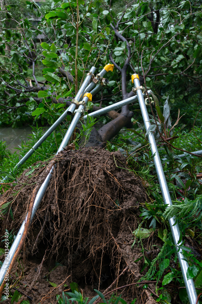 custom made wallpaper toronto digitalbroken trees after a strong storm went through