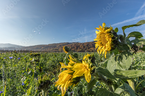 Sonnenblume im herbst photo