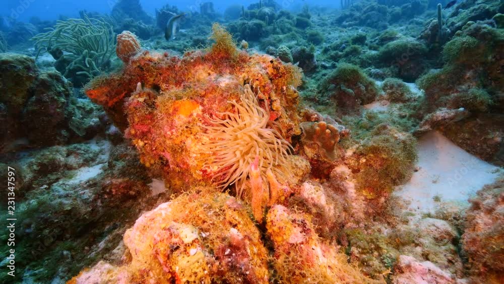 Seascape of coral reef in Caribbean Sea around Curacao at dive site Sta. Cruz with sea anemone and various coral and sponge
