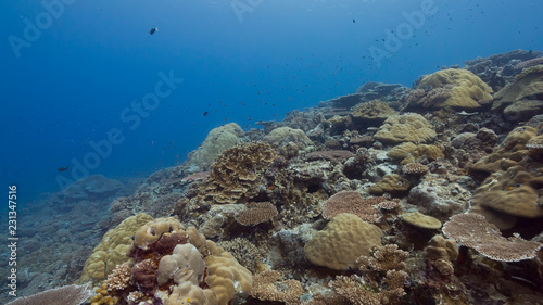 Fototapeta Naklejka Na Ścianę i Meble -  Coral reef underwater scene