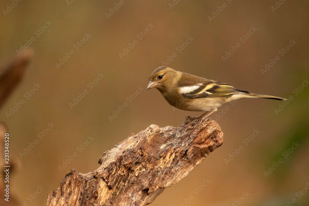 Obraz premium Finch, common finch