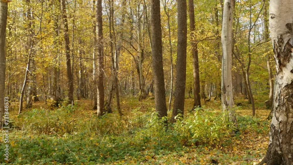 Beautiful autumn forest ,falling yellow leaves, panorama Beautiful autumn forest ,falling yellow leaves, panorama