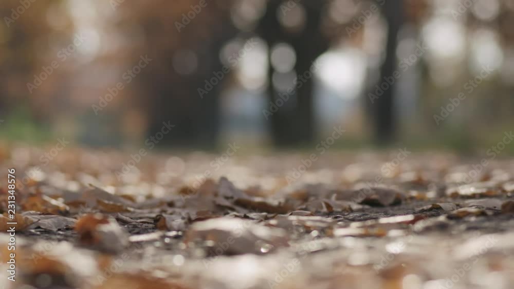 Slow motion closeup wind blows autumn oak leaves in park
