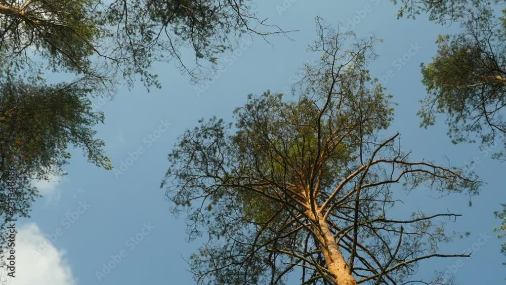 Tall pine trees overhead, clouds in the blue sky time lapse zoom out Tall pine trees overhead, clouds in the blue sky time lapse zoom out