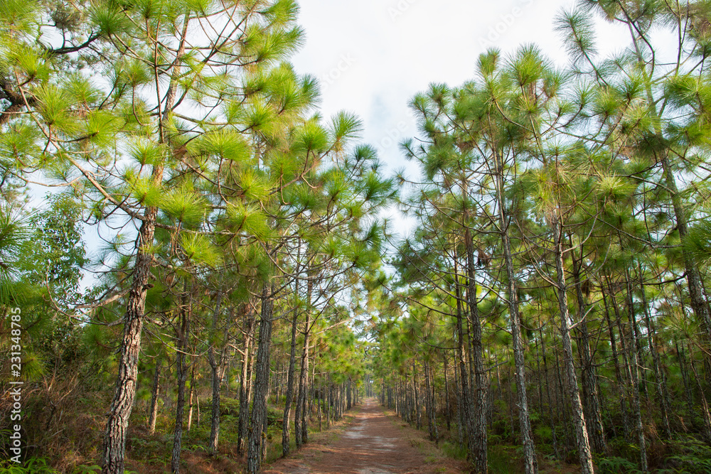 Naklejka premium pathway under the pine tree in the forest