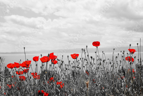 Beautiful field red poppies with selective focus. Red poppies in soft light
