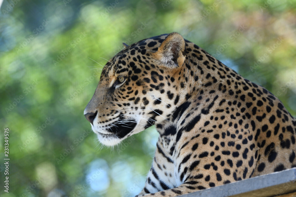 Fototapeta premium Portrait of jaguar