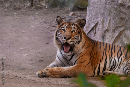 portrait of a bengal tiger.
