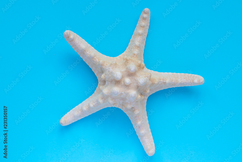 starfish on blue background. Top view starfish on blue background. Top view