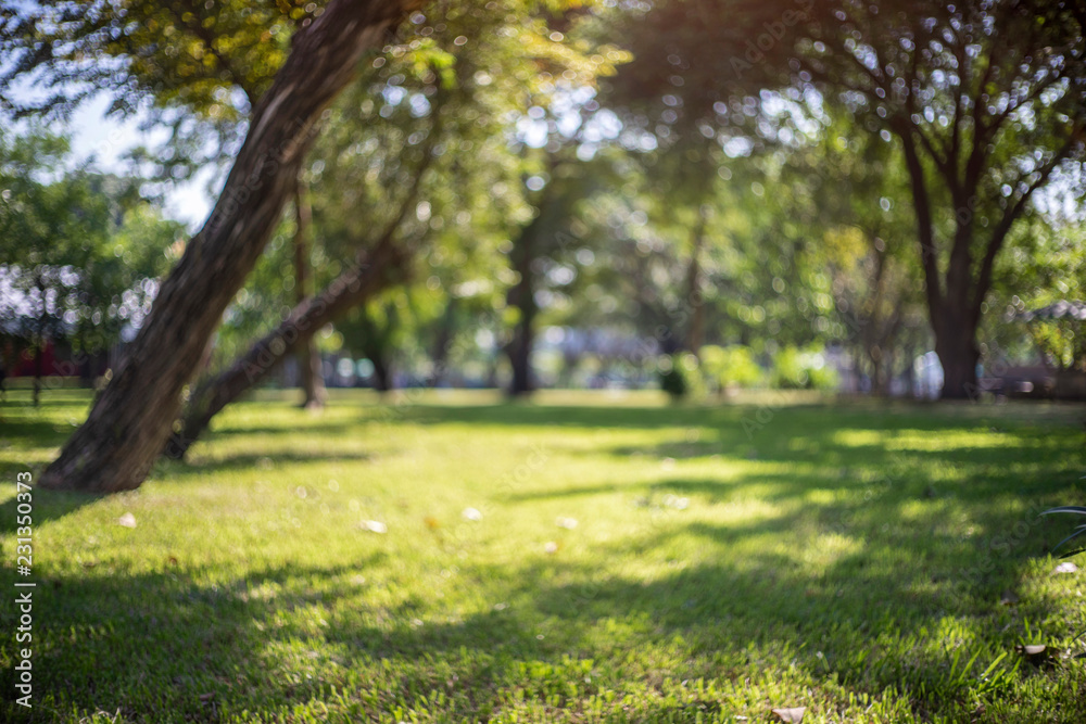 defocused bokeh background of garden trees in sunny day
