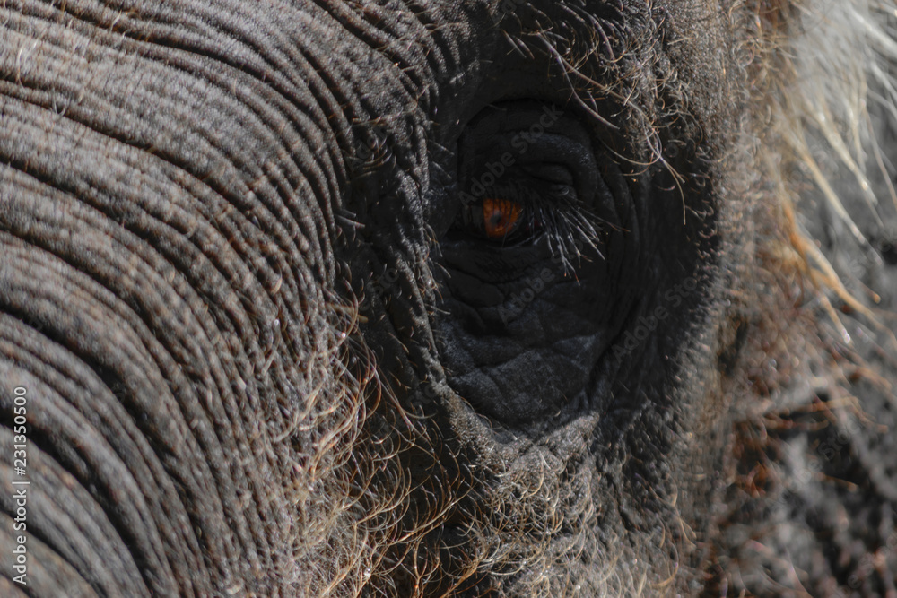 Part of Sumatra elephant head with huge eye Part of Sumatra elephant head with huge eye