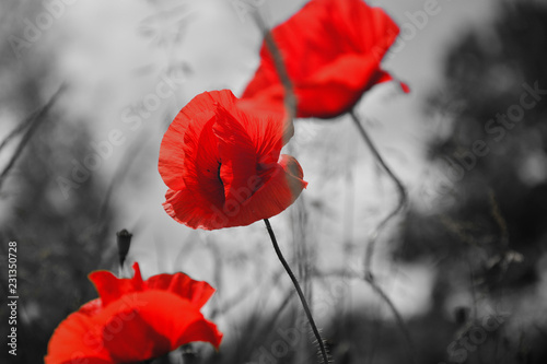 Beautiful field red poppies with selective focus. Red poppies in soft light

