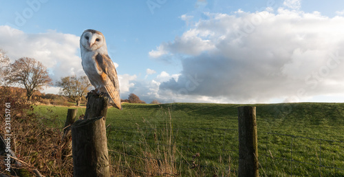 Barn Owl Tyto alba