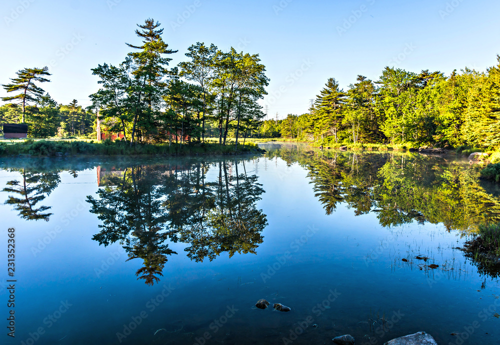 Fototapeta premium reflection of trees in water