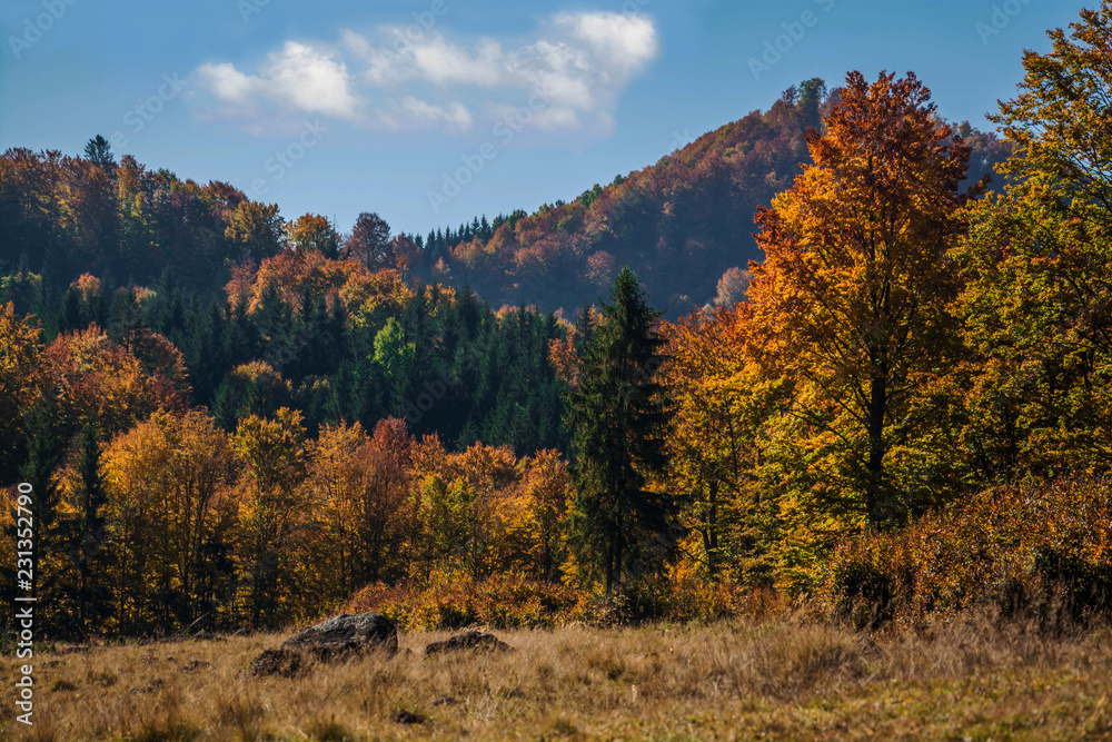 Colorful autumn landscape. Nice forest under white cloud. Beautiful nature landscape.
