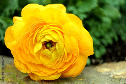 Yellow rose close up
