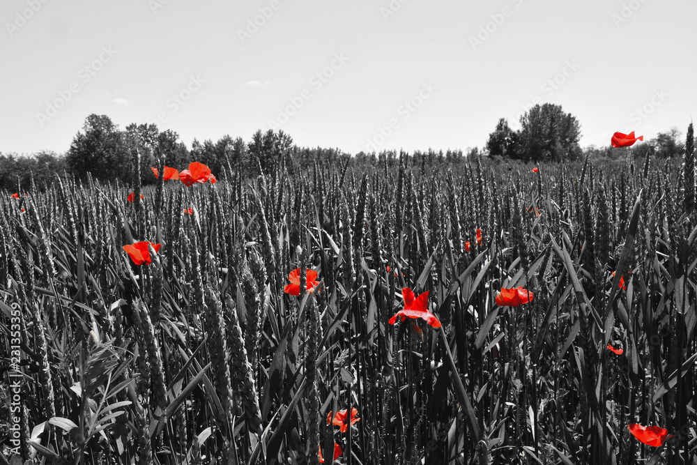 Naklejka premium Mak mak lub papaver rhoeas mak ze światłem za sobą we Włoszech 1918, wiersz Flanders Fields Johna McCrae i 1944, The Red Poppies on Monte Cassino pieśń Feliksa Konarskiego