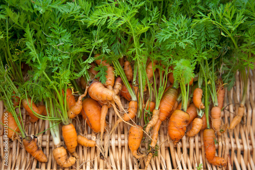 Bunch of freshly dug home grown carrots crooked and stunted in growth due to poor clay and stony soil