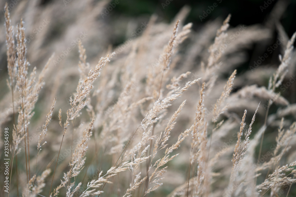 Obraz premium Nahaufnahme von Gräsern im Wind