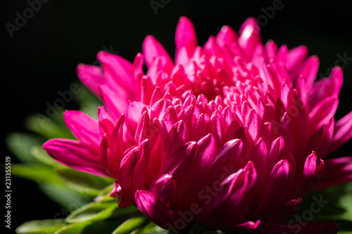 Beautiful aster flower  on black background