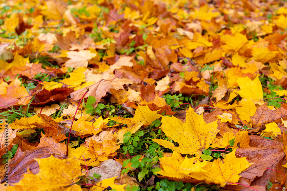 Colorful autumn foliage background Colorful autumn foliage background