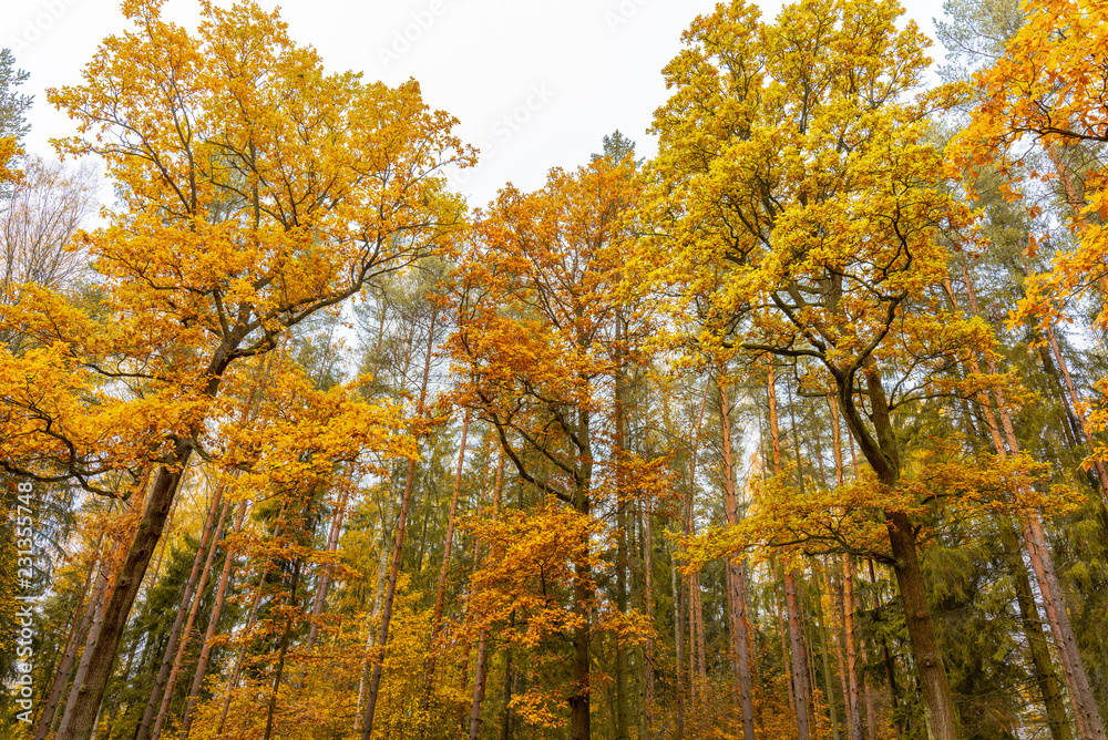 Fototapeta premium Autumn, orange trees