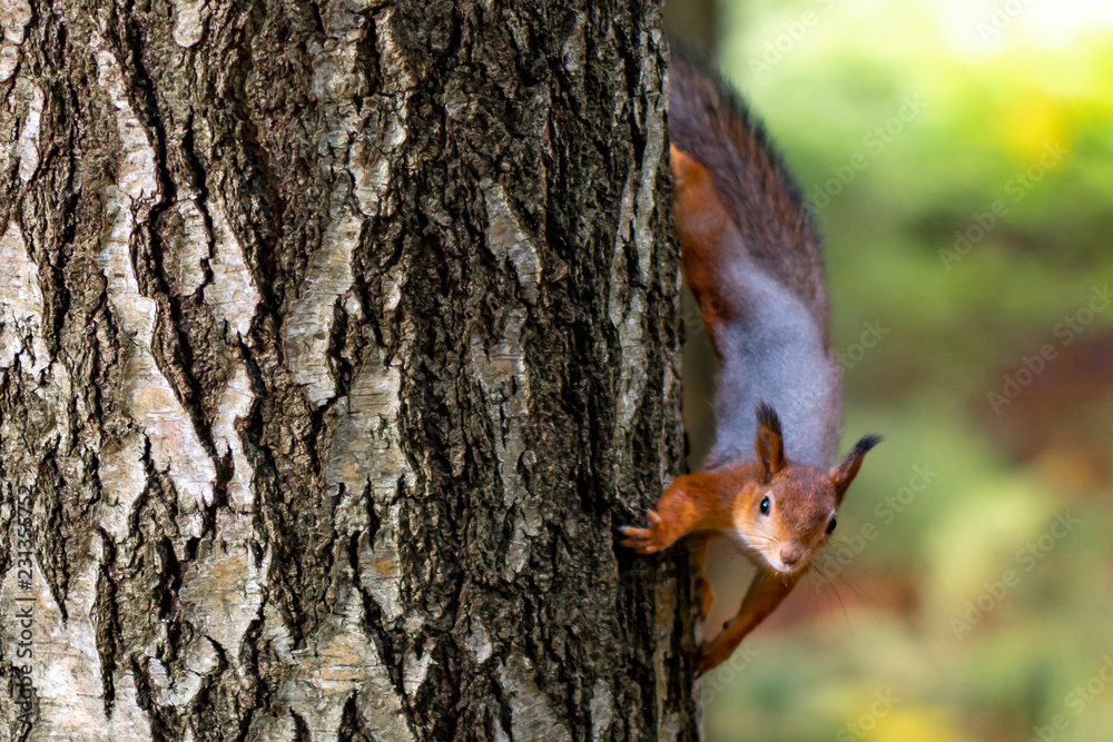 Obraz premium Little red squirrel with bushy tail sitting on tree