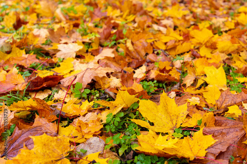 Colorful autumn foliage background