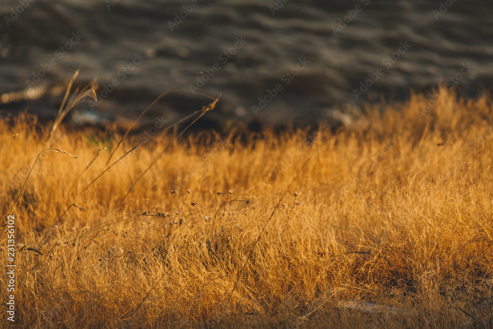 Grass besides sea Grass besides sea