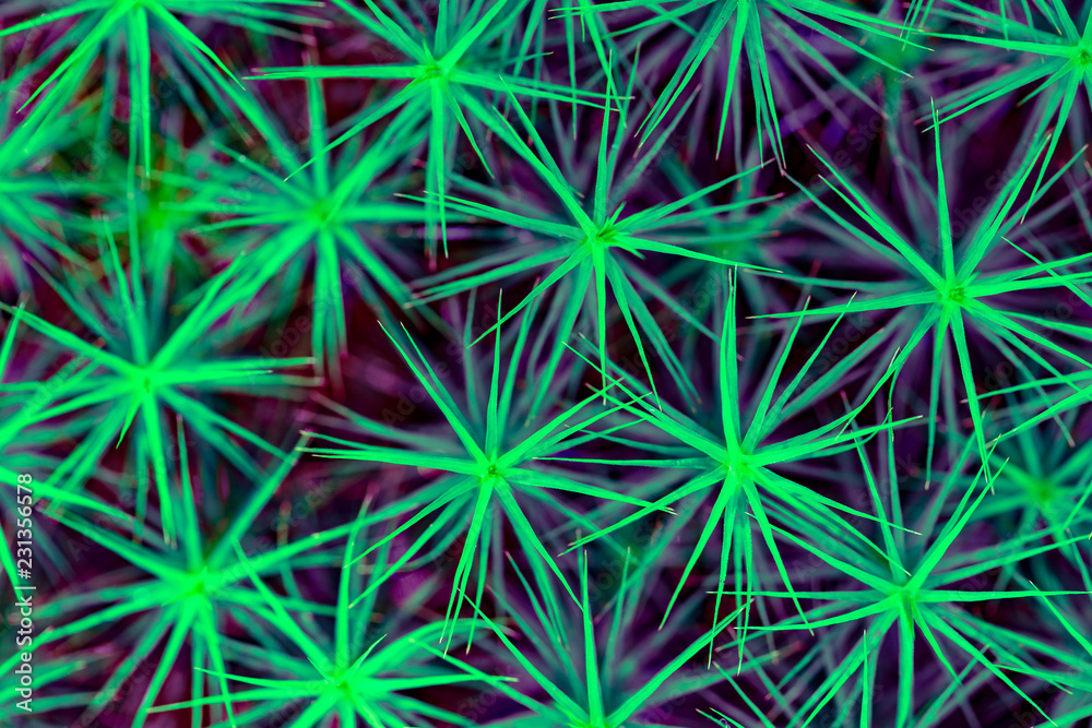 Fototapeta premium Needle green plant background, toned