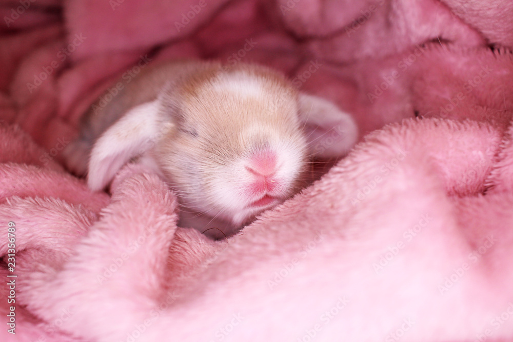 Bunny rabbit newborn lop kit 1 day old baby bunnies new born pets Bunny rabbit newborn lop kit 1 day old baby bunnies new born pets