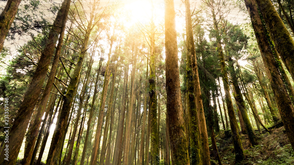 Fototapeta premium Sunlight in the forest 7