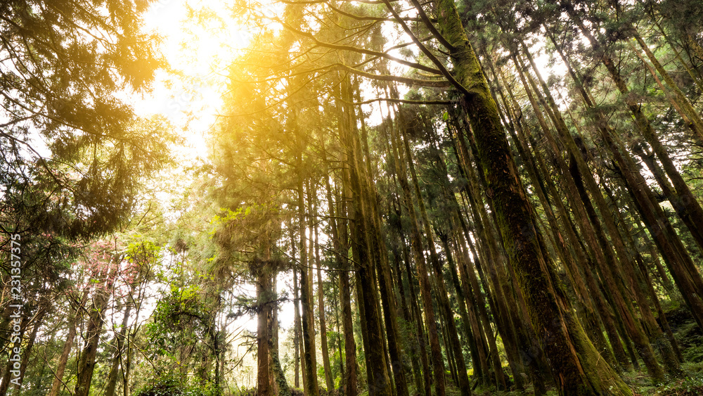 Fototapeta premium Sunlight in the forest 5