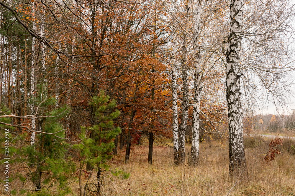 White birch on the background of the autumn state of nature White birch on the background of the autumn state of nature