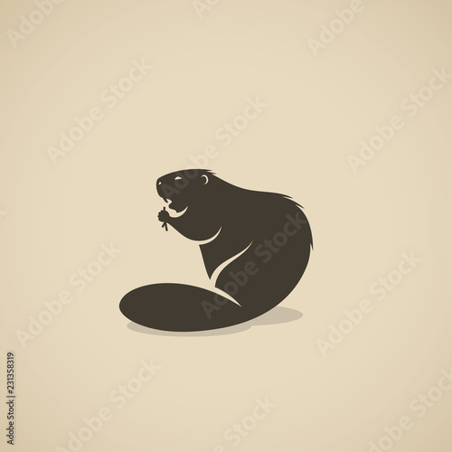 Beaver animal photo