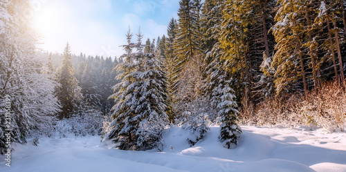 winter landscape in the forest. Pine Trees covered by fresh snow under Sunlight. in Austria Alps. Wonderful Alpine Highlands in Sunny Day