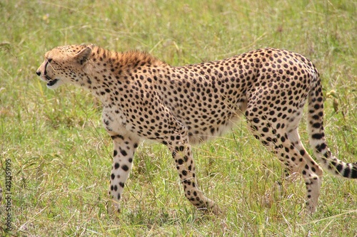 Cheetah, Masai Mara Game Reserve, Kenya