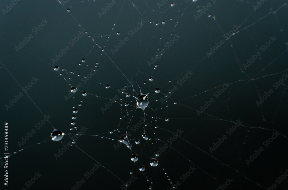 wet spider web in the nature, dew on cobweb wet spider web in the nature, dew on cobweb