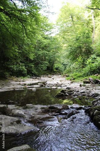 Mountain river in the forest