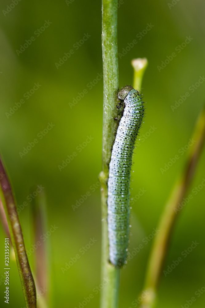 Close up of a caterpillar with green background Close up of a caterpillar with green background