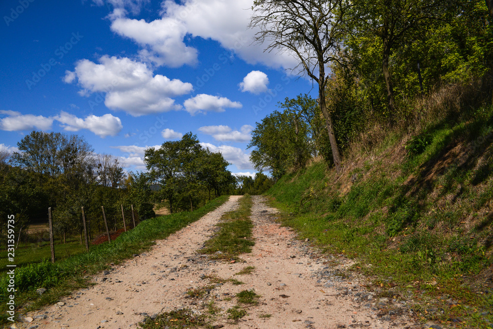 rural path between trees and blue sky with white clouds