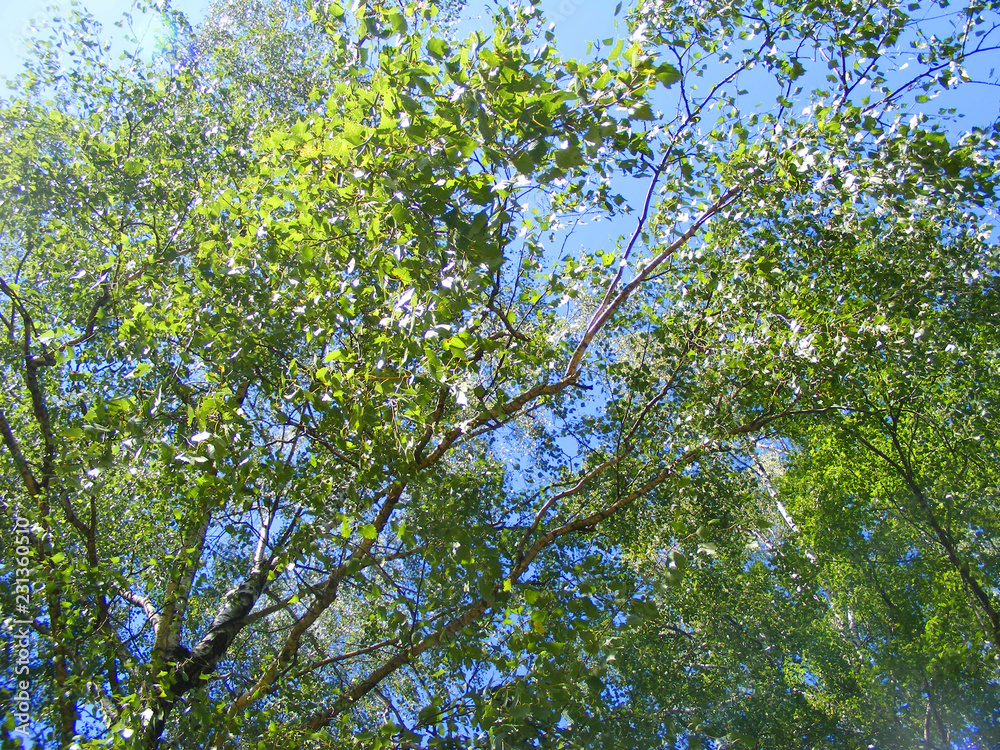 forest scenic in Belarus: top of birch trees in summer forest scenic in Belarus: top of birch trees in summer
