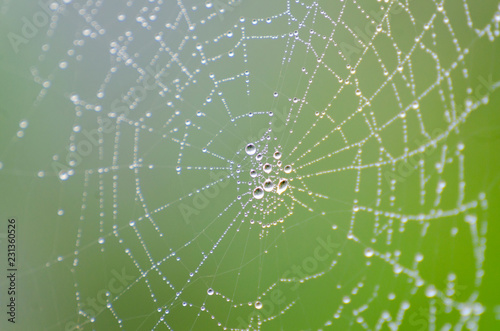 wet spider web in the nature, dew on cobweb