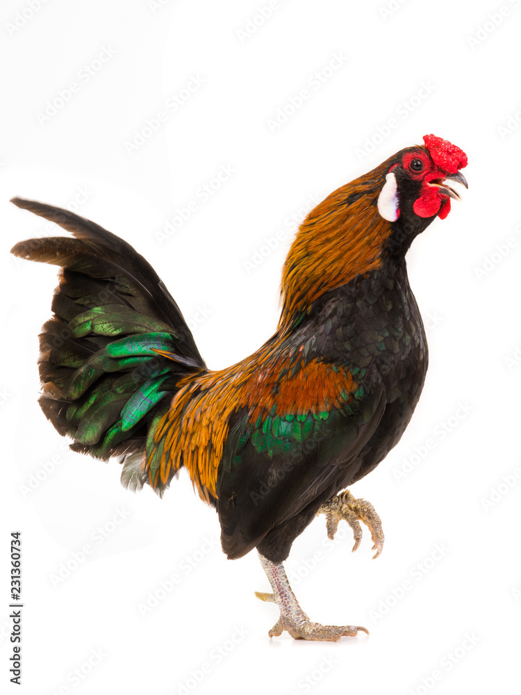 bantamu rooster isolated