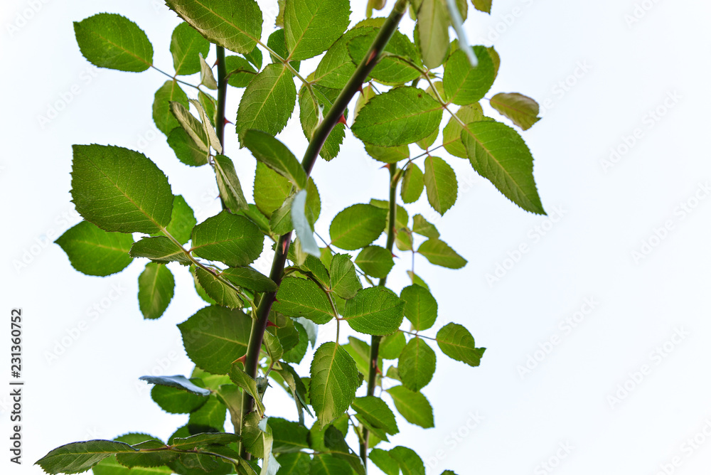 Fototapeta premium branches of roses isolated on white background