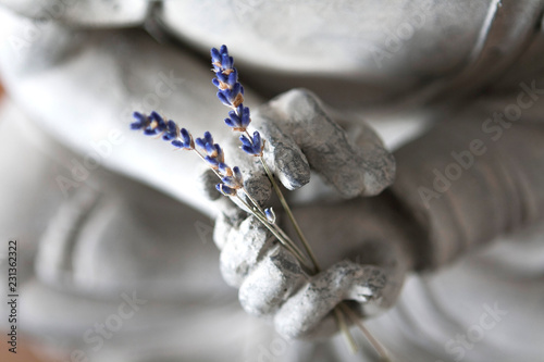 buddha hands with lavender