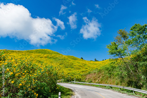 Maxican Sunflower or Tree marigold view blooming on the hill. view of Thung Bua Tong, Doi Mae Aukor, Khun Yuam, Mae Hong Son, northern Thailand.Surrounded by Beautiful mountain complex photo